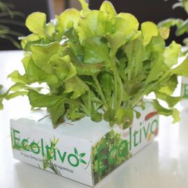 Ecoltivo - Green salad hydroponic container