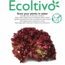 Ecoltivo - Red lettuce hydroponics at home