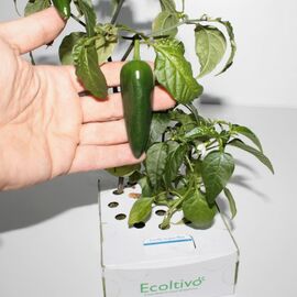 Ecoltivo - Scharfe Peperoni im Hydrokultur-Behälter ohne Erde