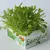 Ecoltivo - leaf lettuce without soil